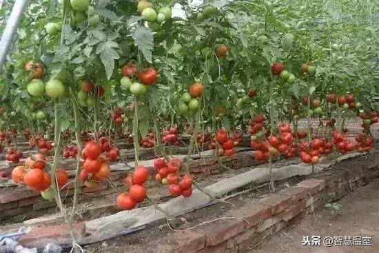 无土种植（有机生态型无土栽培技术）