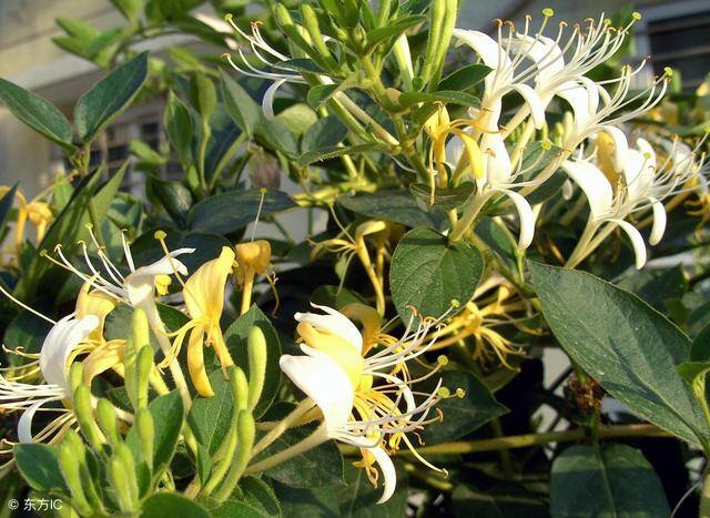 种植什么药材前景好（3月份有哪些中药材品种可以种植？）