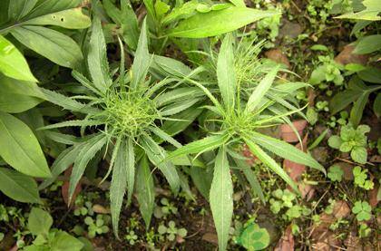 种植什么药材前景好（3月份有哪些中药材品种可以种植？）