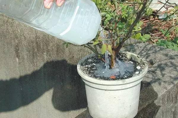 家中蚂蚁如何消杀（如何消灭花盆里的蚂蚁？）