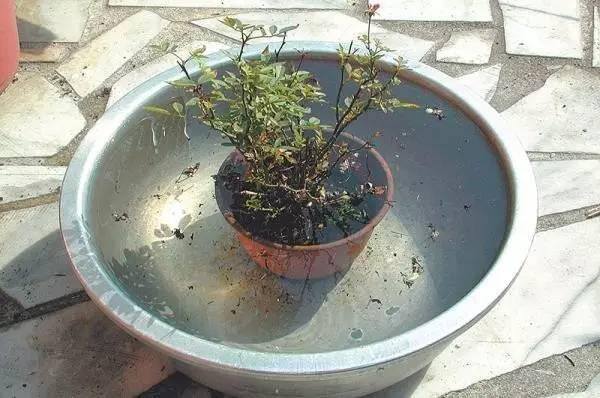 家中蚂蚁如何消杀（如何消灭花盆里的蚂蚁？）