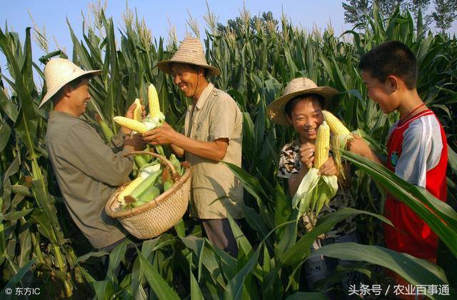 农村种植（农村老一辈流传下来的老话，都是真理，对种地农民来说，太准了！）