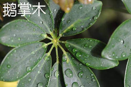 发财树的特点（鹅掌木和发财树的区别）