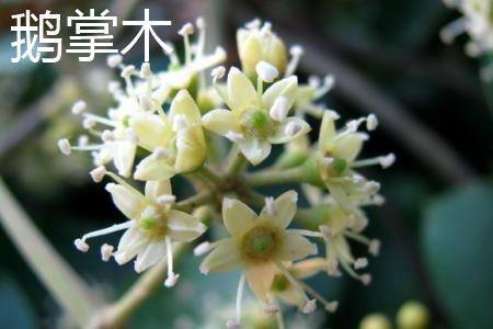 发财树的特点（鹅掌木和发财树的区别）