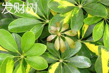 发财树的特点（鹅掌木和发财树的区别）