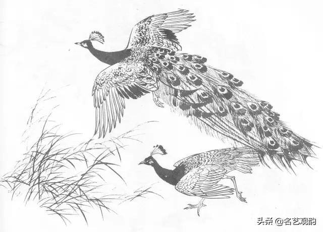 孔雀怎么画简单又漂亮（《花鸟画谱》之孔雀的画法）