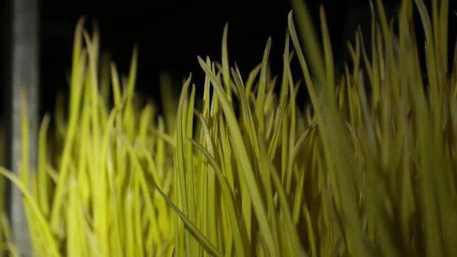 反季节蔬菜大棚种什么最挣钱（山东农民种蒜黄，一个大棚500多平方米，一斤5元你愿意干吗？）