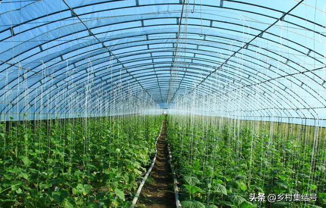 新型农业项目有哪些（新型农业种植技术）