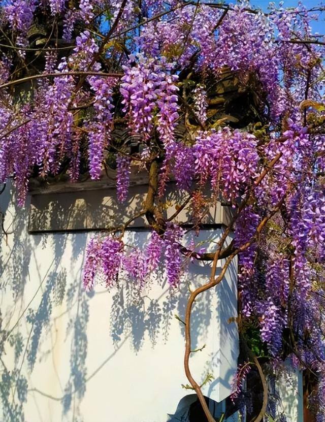 庭院花卉种植品种（最香的几种花卉植物）