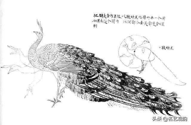 孔雀怎么画简单又漂亮（《花鸟画谱》之孔雀的画法）