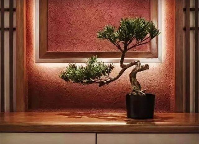 发财树摆放在家里什么位置好（家里养这几种植物，不仅能养花，还能聚财！）