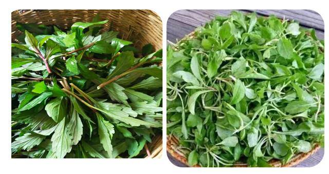 农村常见中草药300种（春天吃什么野菜？）