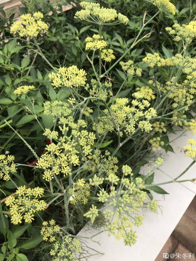秋后种植什么比较合适（适合秋天种的10种蔬菜，一个月就能上饭桌，今年能吃完算我输！）