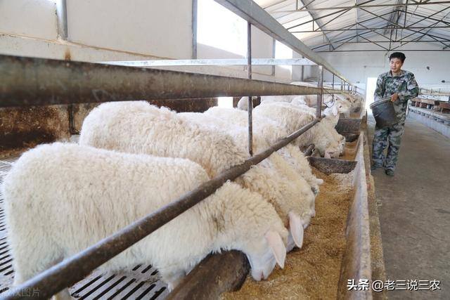 养100只兔子一年能赚多少钱（养猪，牛，鸡，兔赔钱的原因分析）