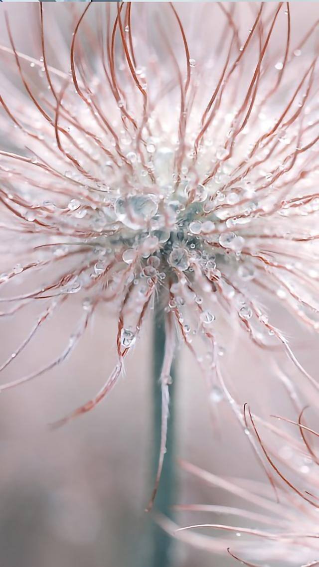 手机壁纸花（植物及花卉清新美图）
