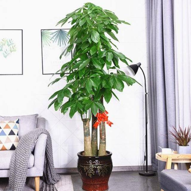 家庭养殖好项目有哪些（室内摆放什么盆栽好？）