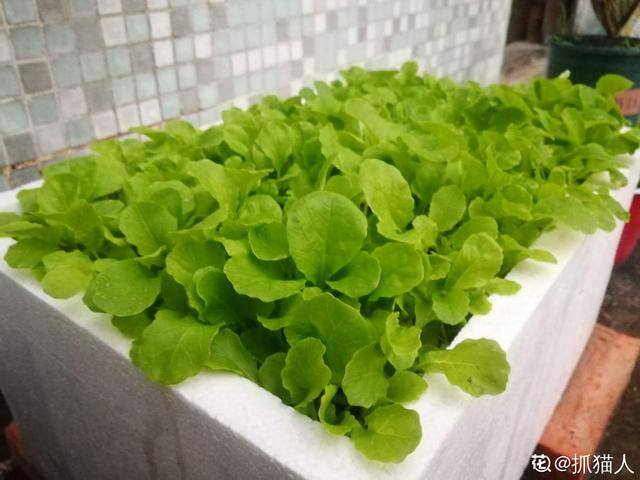 秋后种植什么比较合适（适合秋天种的10种蔬菜，一个月就能上饭桌，今年能吃完算我输！）