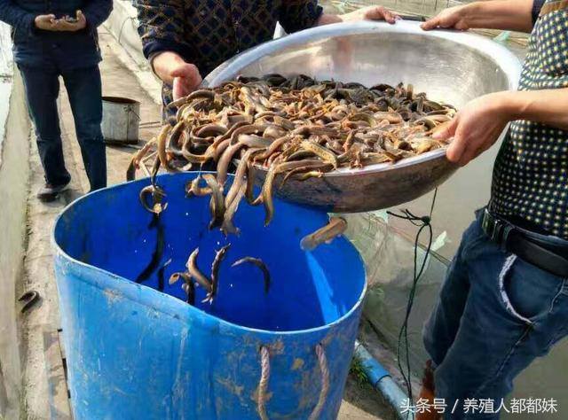 养殖泥鳅一亩赚多少钱（泥鳅养殖，一亩地能赚多少钱）