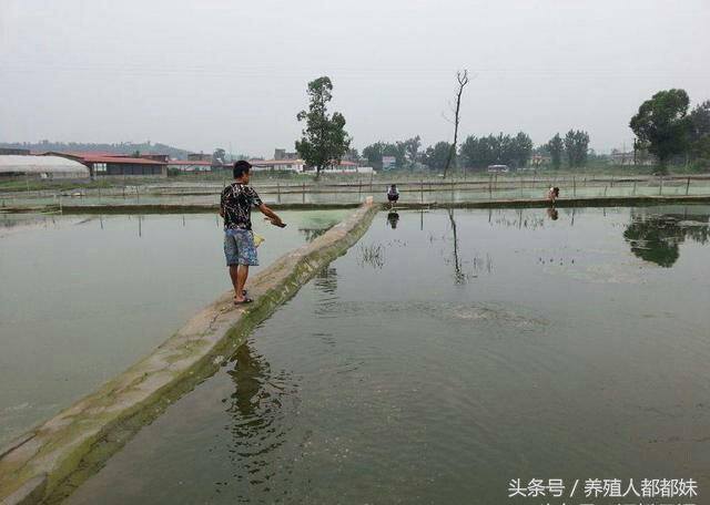 养殖泥鳅一亩赚多少钱（泥鳅养殖，一亩地能赚多少钱）