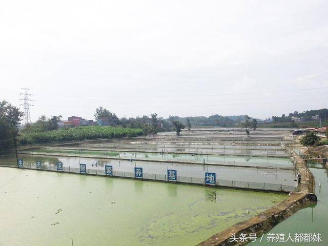 养殖泥鳅一亩赚多少钱（泥鳅养殖，一亩地能赚多少钱）