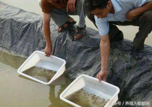 养殖泥鳅一亩赚多少钱（泥鳅养殖，一亩地能赚多少钱）