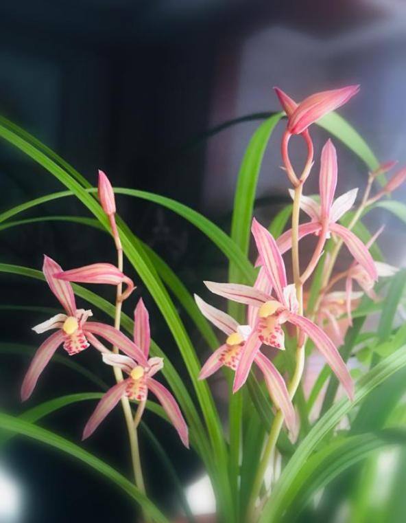 最好养的10种兰花（适合新手养的建兰品种有哪些？）