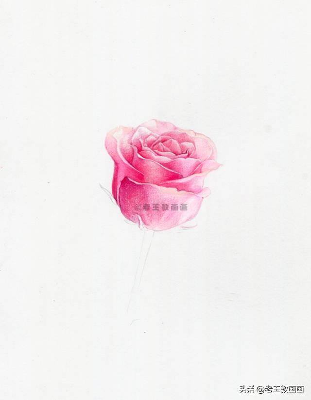 玫瑰怎么画才好看（彩铅玫瑰花（范画原稿展示））