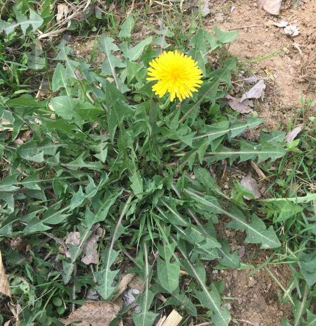 农村常见中草药300种（春天吃什么野菜？）