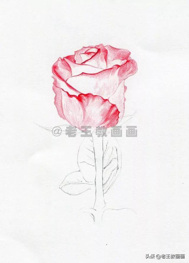 玫瑰花怎么画漂亮又复杂（彩铅教程｜马可·雷诺阿3100油性彩铅48色）