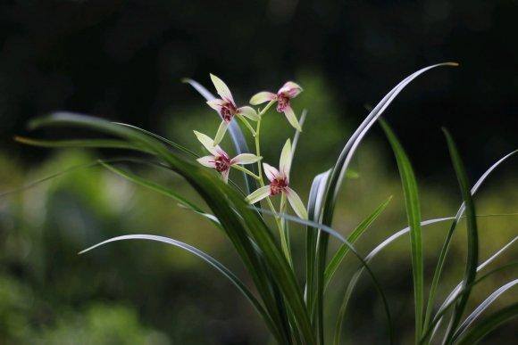 最好养的10种兰花（适合新手养的建兰品种有哪些？）