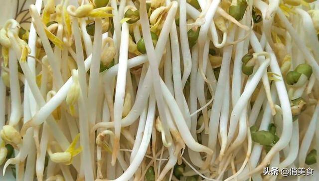 怎样发绿豆芽在家里（用重物压一下，豆芽才会又粗又壮第四：要4天，生豆芽，每天早晚又各浇一次水）