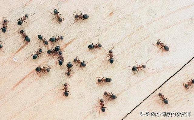 家中蚂蚁怎么彻底根除（厨房蚂蚁怎么消灭？）