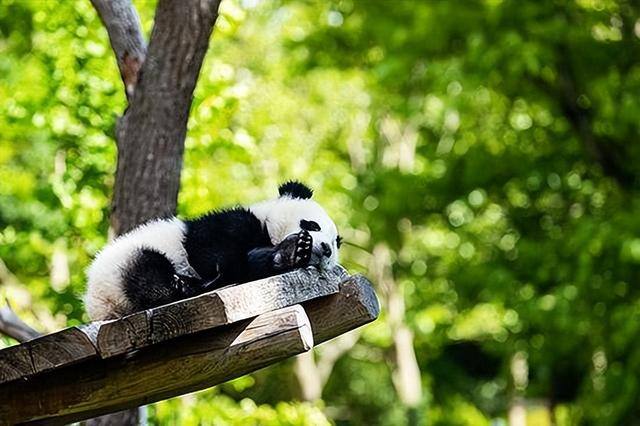 熊猫多少钱（德国柏林动物园的大熊猫）