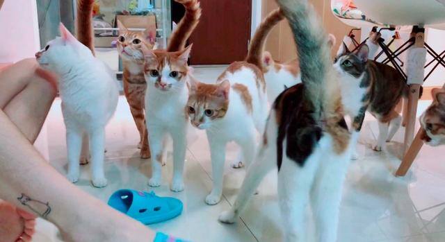 养猫麻烦吗（为什么有些人喜欢养猫？）