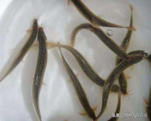 泥鳅的养殖方法和技术（泥鳅的饲养管理技术）