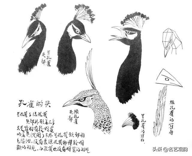 孔雀怎么画简单又漂亮（《花鸟画谱》之孔雀的画法）