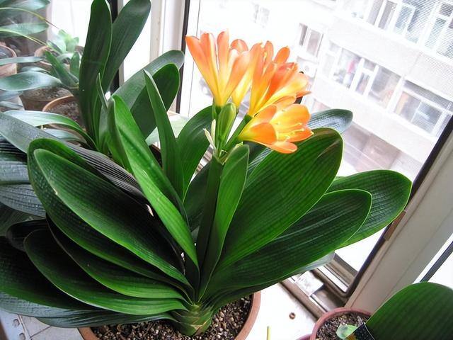 适合在家里室内养殖业（家里养这6种盆栽植物，不仅好看，而且养护容易）