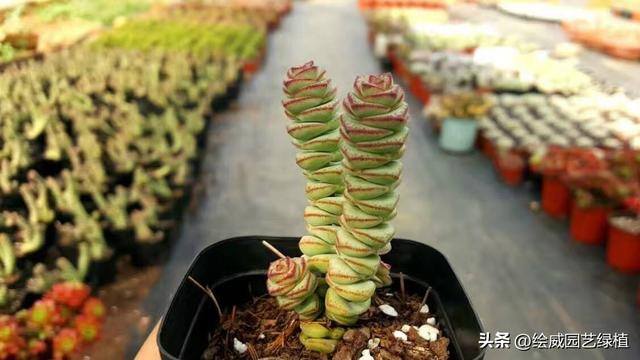 特别容易发财的名字（这8种植物，摆在家里能旺财！）