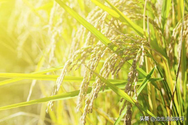 一亩水稻能赚多少钱（种植水稻的利润如何？）
