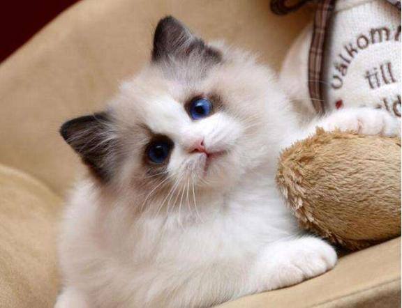 家里养猫好吗（养猫的6大坏处，看完你还敢养猫吗？）