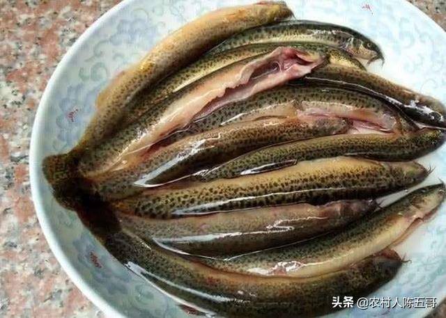 泥鳅的养殖方法和技术（泥鳅的饲养管理技术）