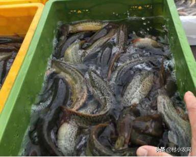 泥鳅室内无土养殖（泥鳅养殖技术：无土养殖的技术）