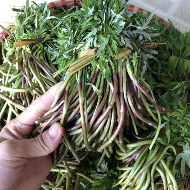 农村常见中草药300种（春天吃什么野菜？）
