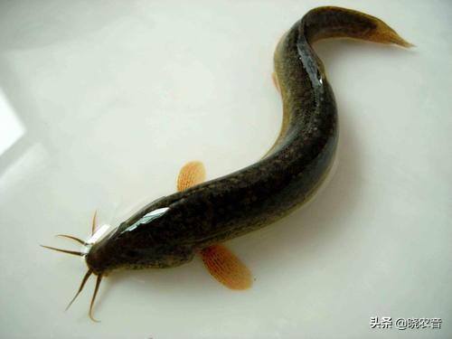 泥鳅怎么养在家里（清水养泥鳅能活多久？）