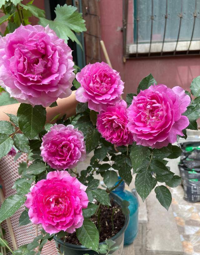 庭院花卉种植品种（最香的几种花卉植物）