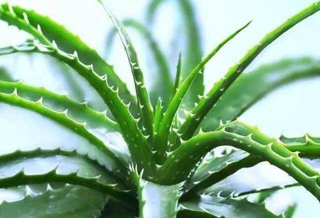 发财树摆放在家里什么位置好（家里养这几种植物，不仅能养花，还能聚财！）