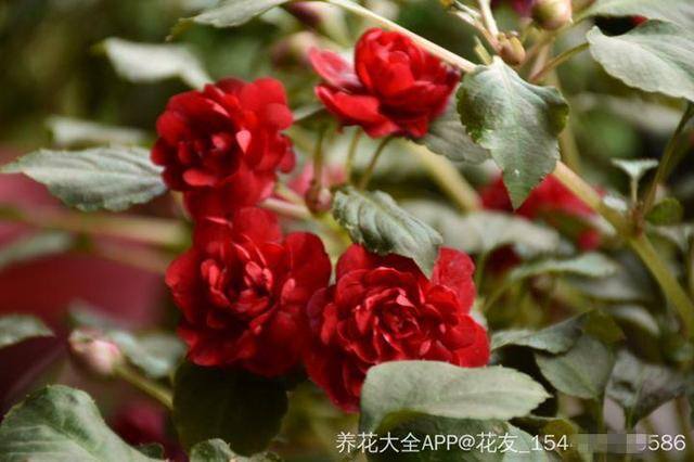 发财树摆放在家里什么位置好（家里养这几种植物，不仅能养花，还能聚财！）