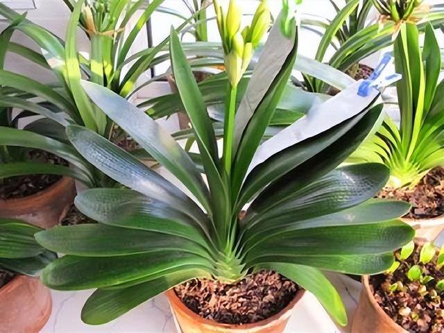 适合在家里室内养殖业（家里养这6种盆栽植物，不仅好看，而且养护容易）
