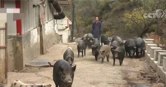 承包1000亩土地种粮食赚钱吗（农村小伙卖黑猪肉，10天卖出20多头猪）