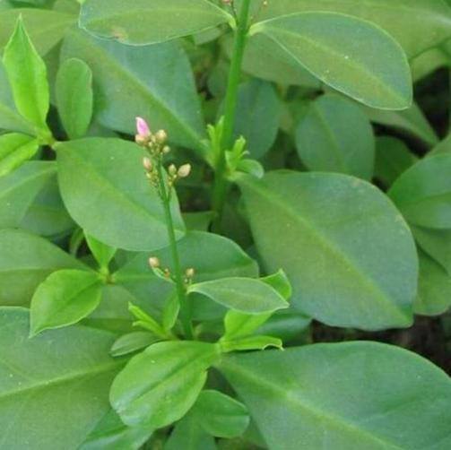 农村常见中草药300种（春天吃什么野菜？）
